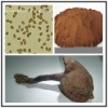 Lingzhi Cracked Spore Powder