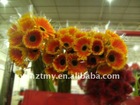 Fresh Cut Flowers--Gerbera--Daniel