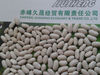 Free Samples , White kidney Bean Size 330-350