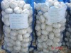 New crop garlic 2012