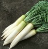 2012 New Crop Grade A White Radish(6000-1000g)