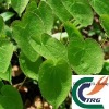 To promote sexual ability: Epimedium extract powder