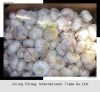 fresh garlic