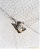 Economical Anti-Bird Netting