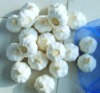 Chinese 6cm Pure white garlic