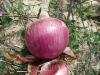 Red Onion