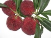 Chinese red bayberry