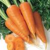 Carrots