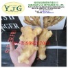 2011 harvesting ginger with size of 150g&up