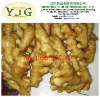 fresh mature ginger with size of 150g&up