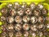 YUGUO 2011(china) FDA canned shiitake mushroom in brine