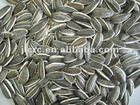 Chinese Sunflower Seeds 909