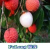 Litchi/Lichi/Lychee/Fresh lychee/Fruit