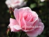 Rose oil(massage oil)