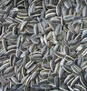 Chinese Sunflower seeds/2012 new crop