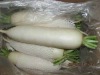 white radish