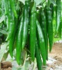 middle-late maturation extra pungent green hot pepper seeds