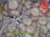 Chinese Fresh Garlic Without Bottom Price