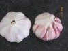 normal white garlic