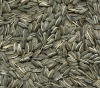 Sunflower Seeds-6009