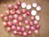 New Season Fresh Red Onions