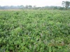 Best Selling Goose Likes High Protein Lablab Bean Seeds