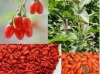 huici goji berry health food