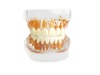 Transparent dental teeth model for school use or lab demo