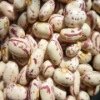 American round light speckled kidney beans