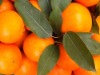 Chinese Mandarin orange