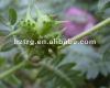 Anti aging:Tribulus Terrestris plant extract powder