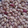 Light Speckled Kidney Beans,American Round