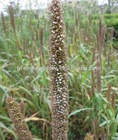 Tropical High Yield Hybrid Pennisetum Forage Seeds