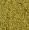 yellow millet