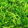 Frozen seaweed salad with agar agaric wakame in bags