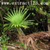 25% 45% saw palmetto powder extract