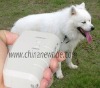 Portable electronic dog repeller/sound dog repeller