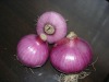 Chinese Fresh Red Onion