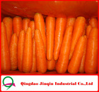 JQ "Carrot Price" Carrot Seeds from China ( new harvest in May)