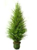 Christmas tree --cypress tree