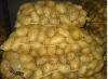 150g 2012 new fresh holland potato 20kg mesh bag