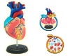 Heart Model