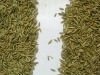 cumin seed