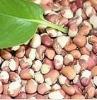 mixed-coloured cowpea