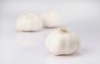 white garlic