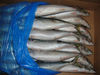 Frozen Pacific Mackerel