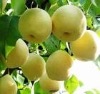 2012 hebei golden pears meet eu market