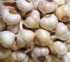 New crop fresh garlic(white skin,red skin,pure white)