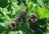 Burdock ( Arctium lappa ) extract ; Arctiin