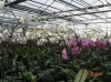 Flower-growing greenhouse